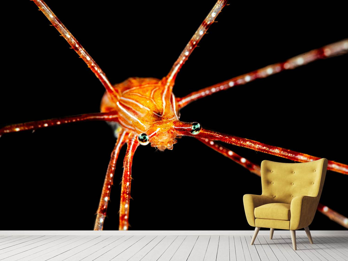 photo-wallpaper-spider-squat-lobster