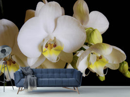 photo-wallpaper-white-orchids-in-bloom