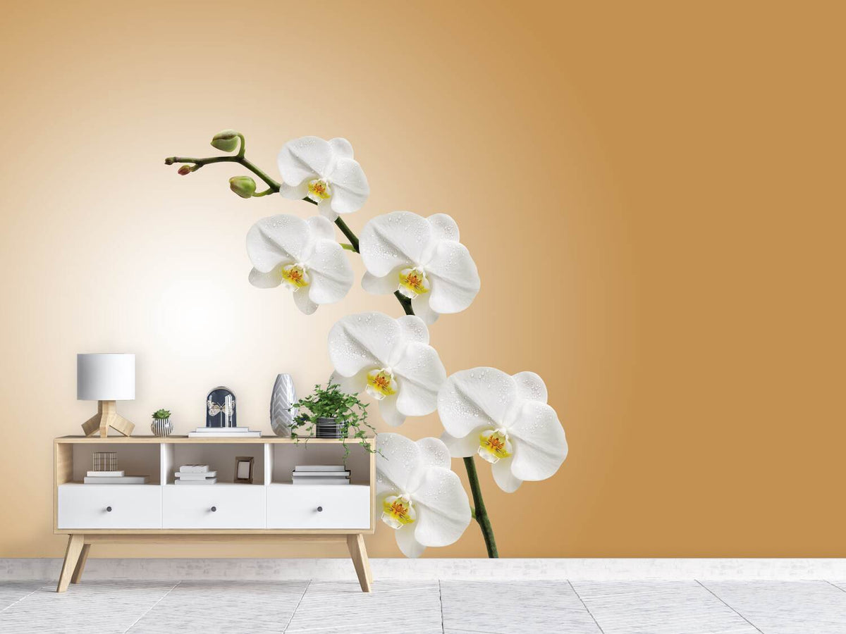 photo-wallpaper-white-orchids-xl