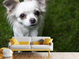 photo-wallpaper-chihuahua-look