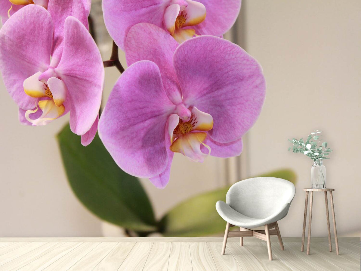 photo-wallpaper-orchids-with-purple-flowers-in-xl