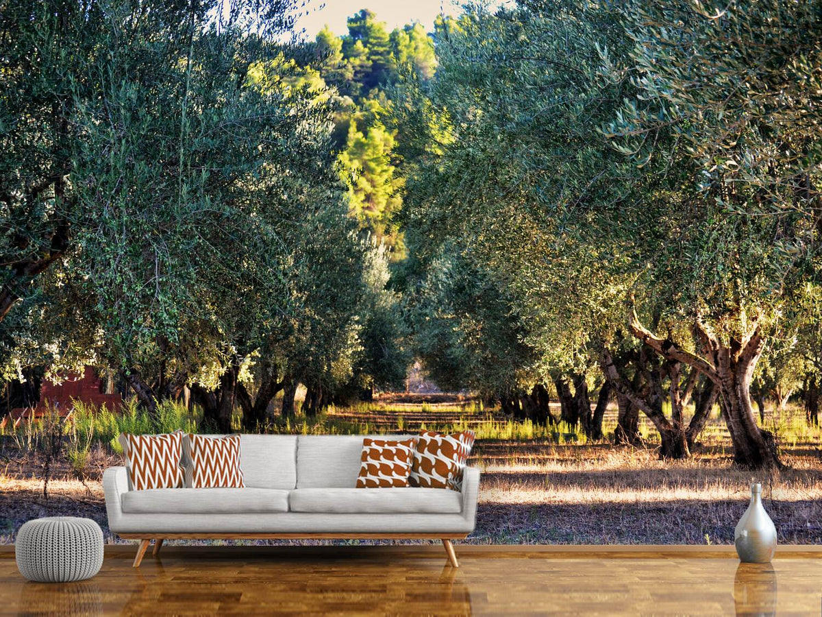 photo-wallpaper-magnificent-olive-trees