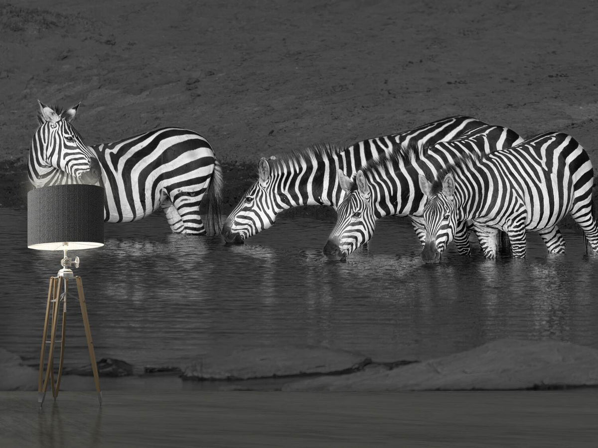 photo-wallpaper-zebras-drinking-x