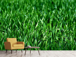 photo-wallpaper-the-meadow-in-xl