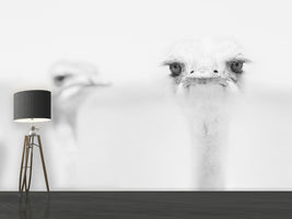 photo-wallpaper-funny-ostrich