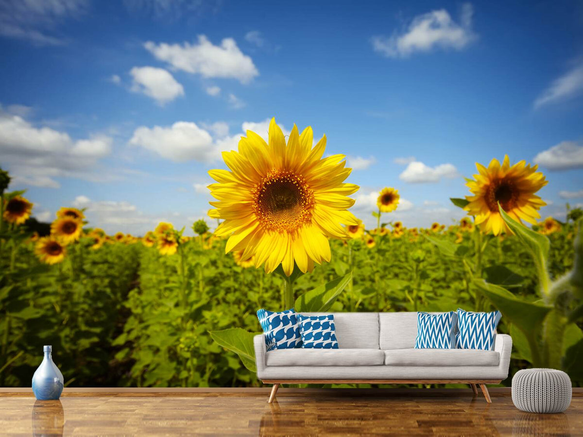 photo-wallpaper-summer-sunflowers