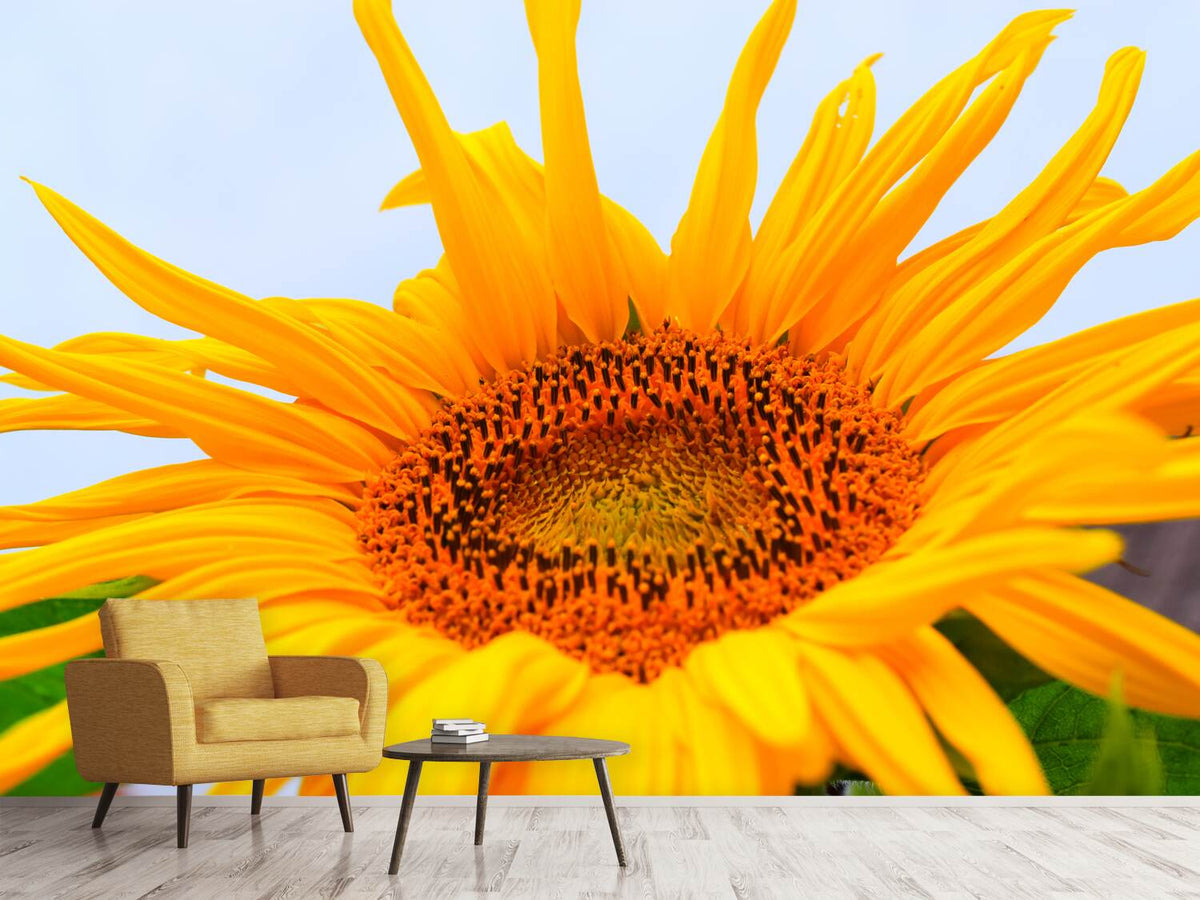 photo-wallpaper-big-sunflower