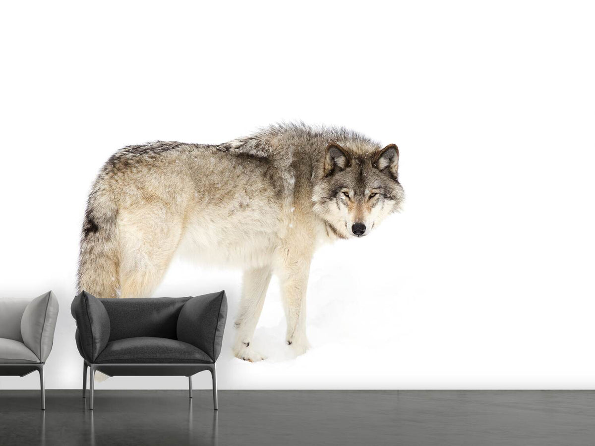 photo-wallpaper-canadian-timber-wolf