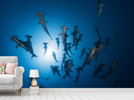 photo-wallpaper-hammerhead-sharks-in-the-light
