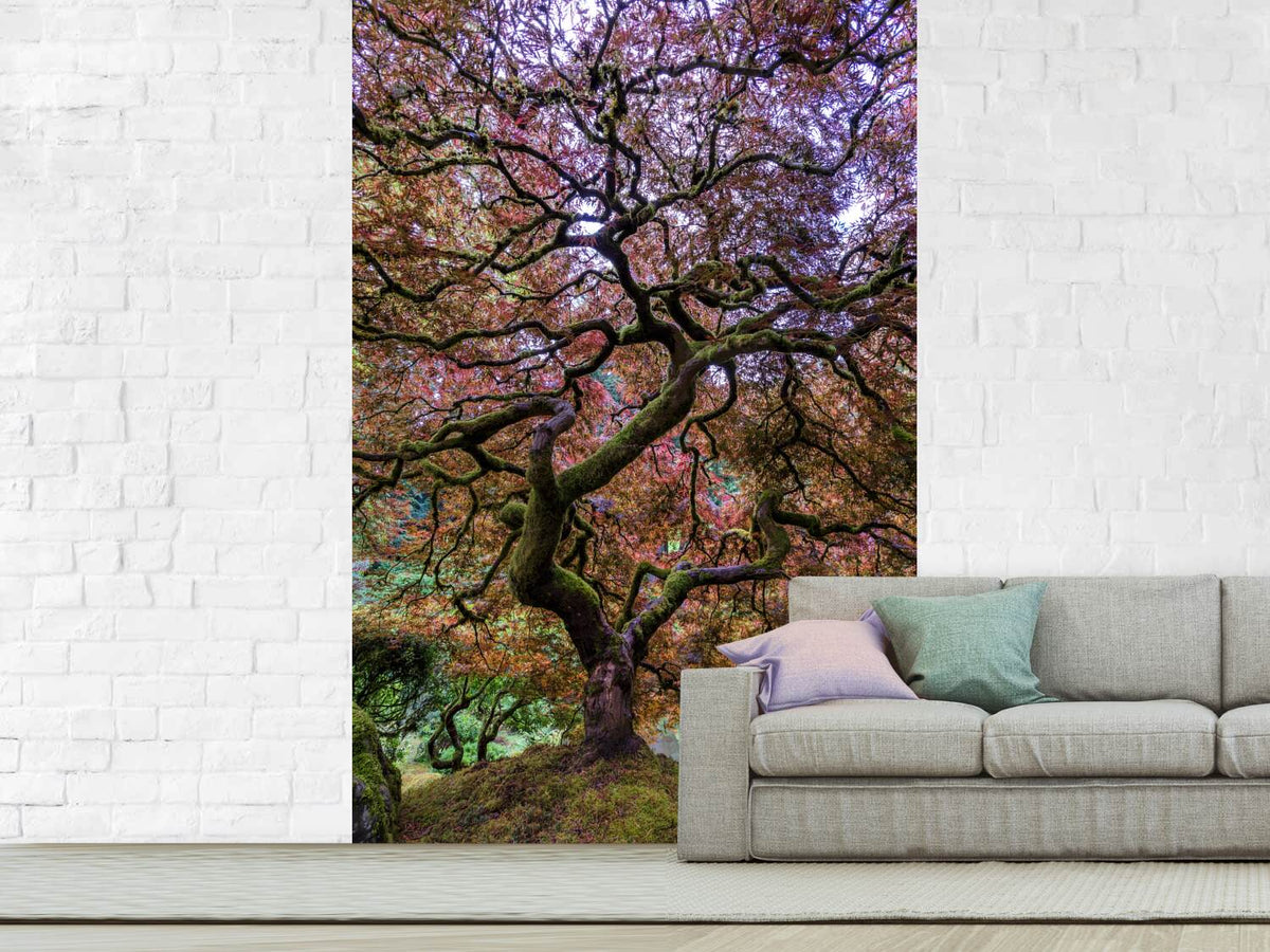 photo-wallpaper-japanese-maple-tree