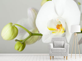 photo-wallpaper-giant-orchid