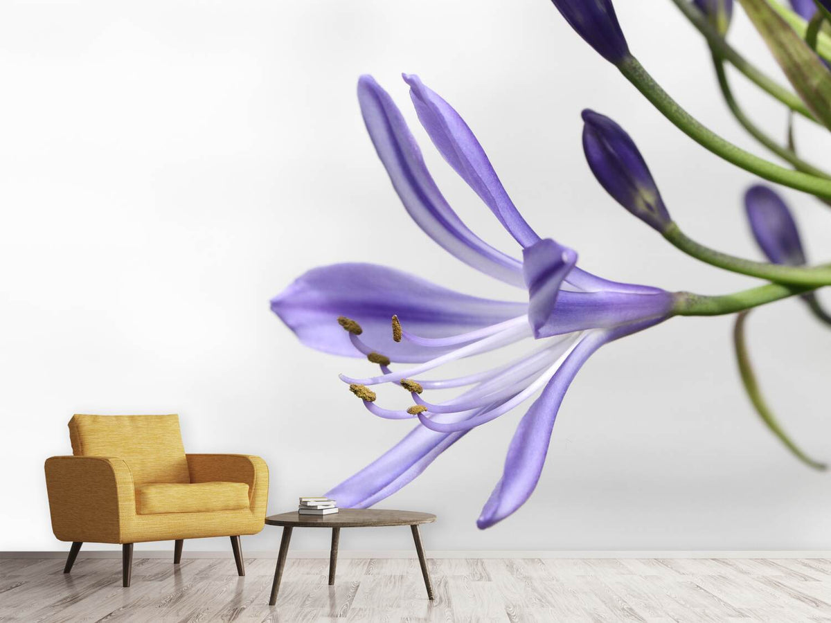 photo-wallpaper-lily-flower-in-purple