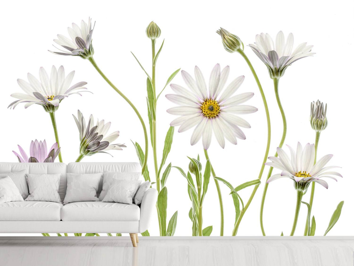 photo-wallpaper-cape-daisies-xuv