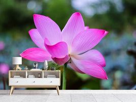 photo-wallpaper-beautiful-lotus