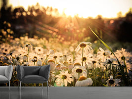 photo-wallpaper-daisies-at-sunset