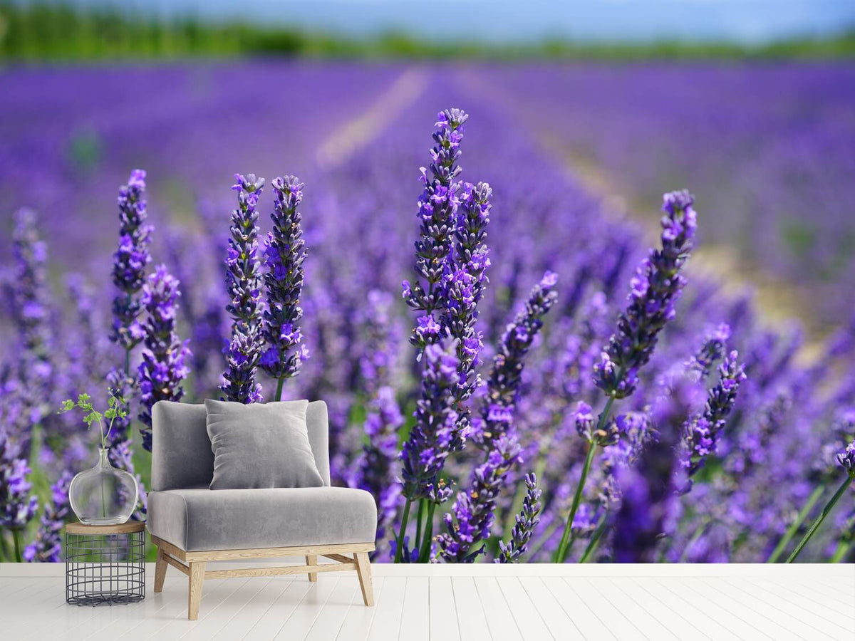 photo-wallpaper-the-lavender-flowers