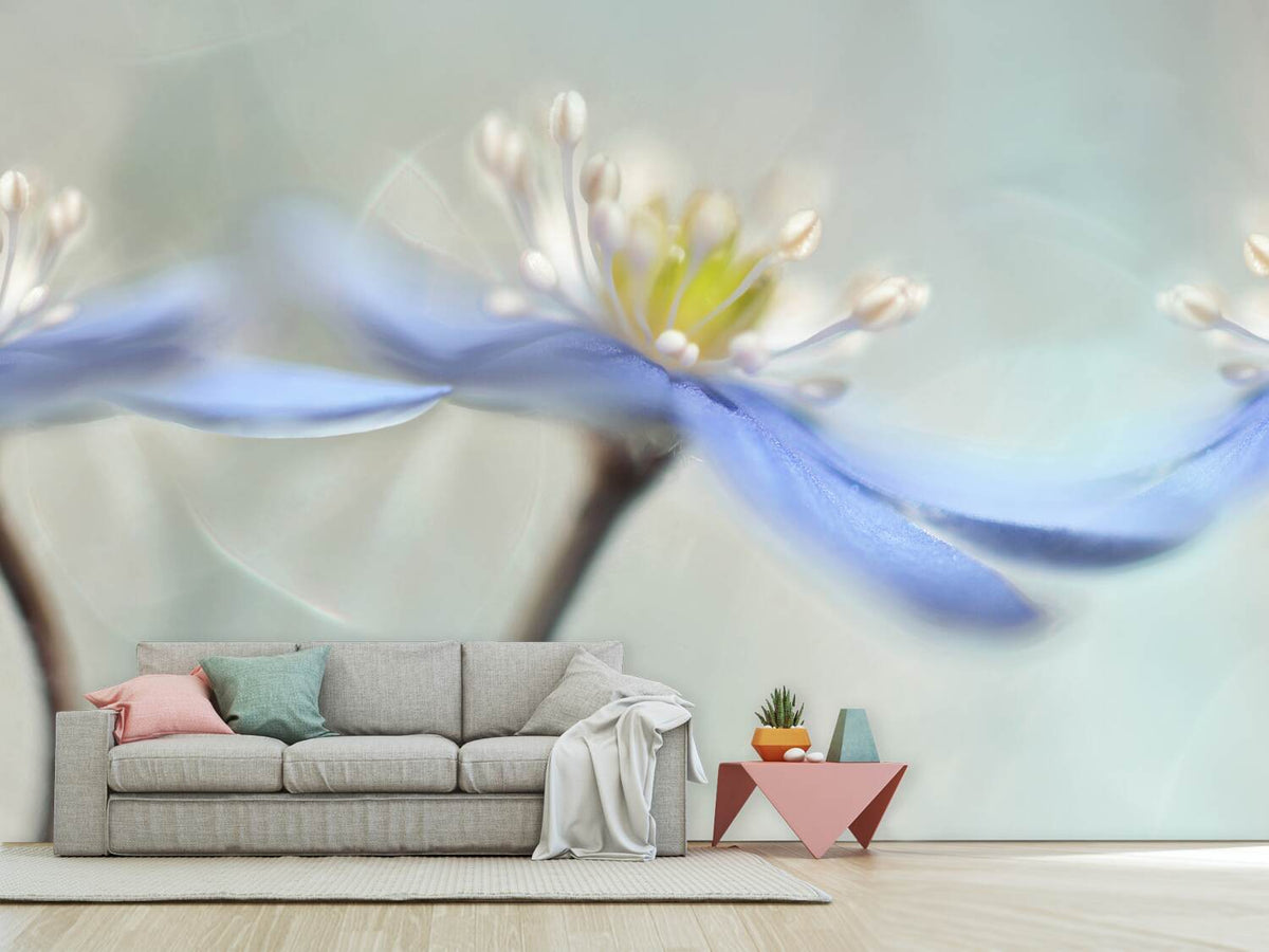 photo-wallpaper-dancing-anemones