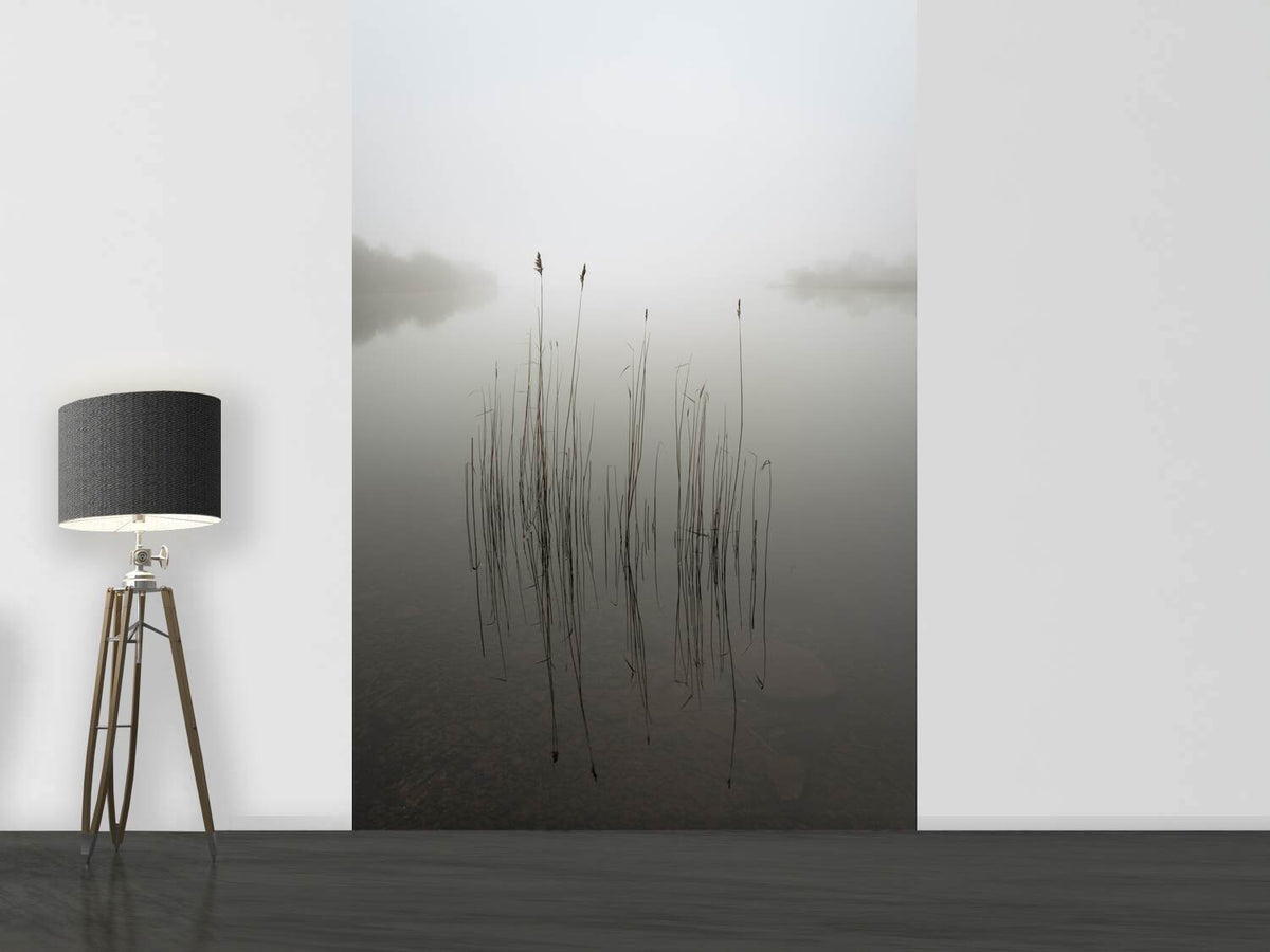 photo-wallpaper-reeds-in-the-mist