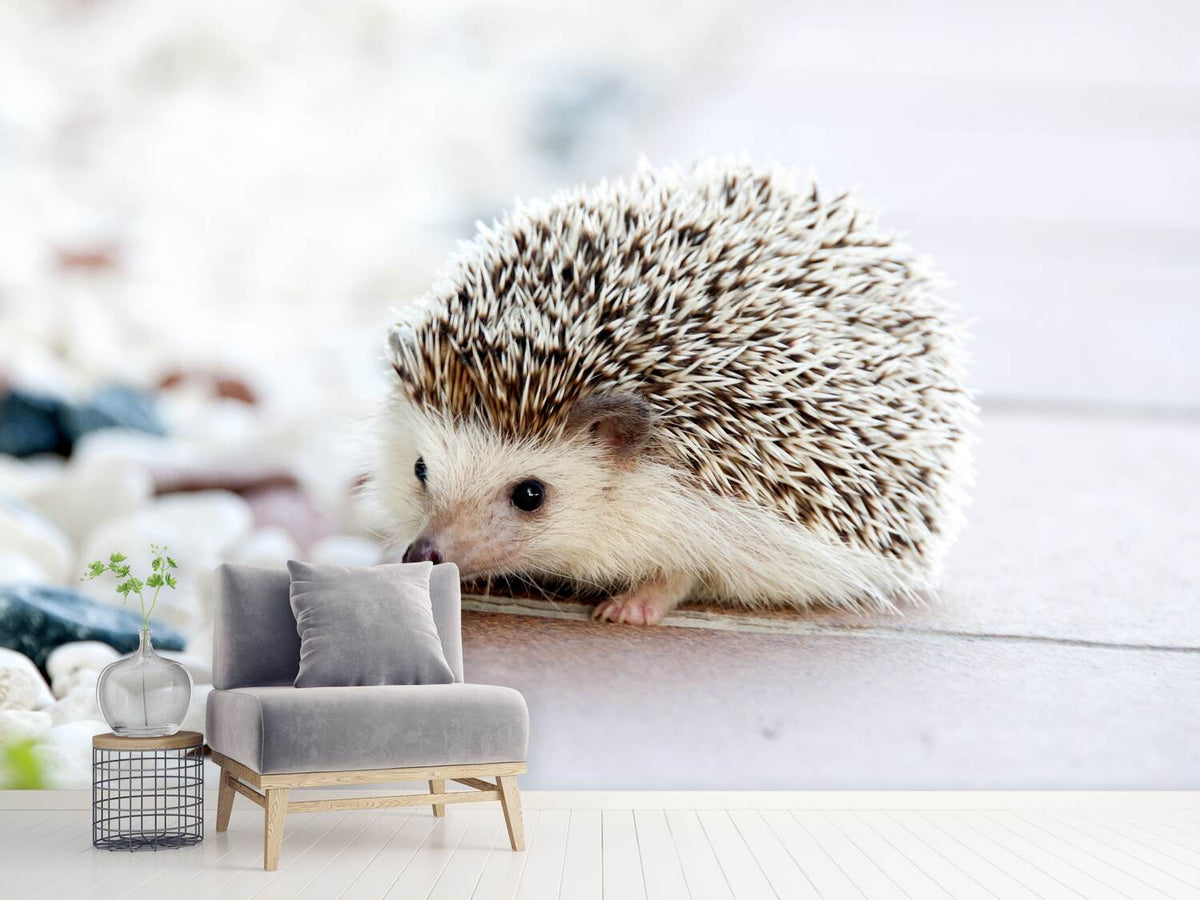 photo-wallpaper-the-hedgehog-baby