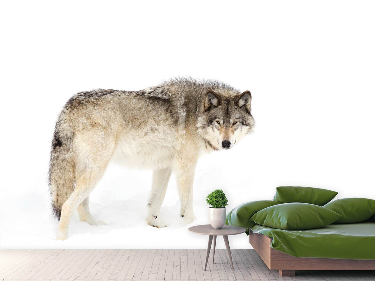 photo-wallpaper-canadian-timber-wolf