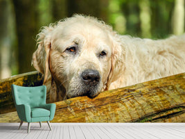 photo-wallpaper-golden-retriever-in-nature