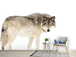 photo-wallpaper-canadian-timber-wolf