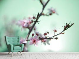 photo-wallpaper-beautiful-japanese-cherry-blossom