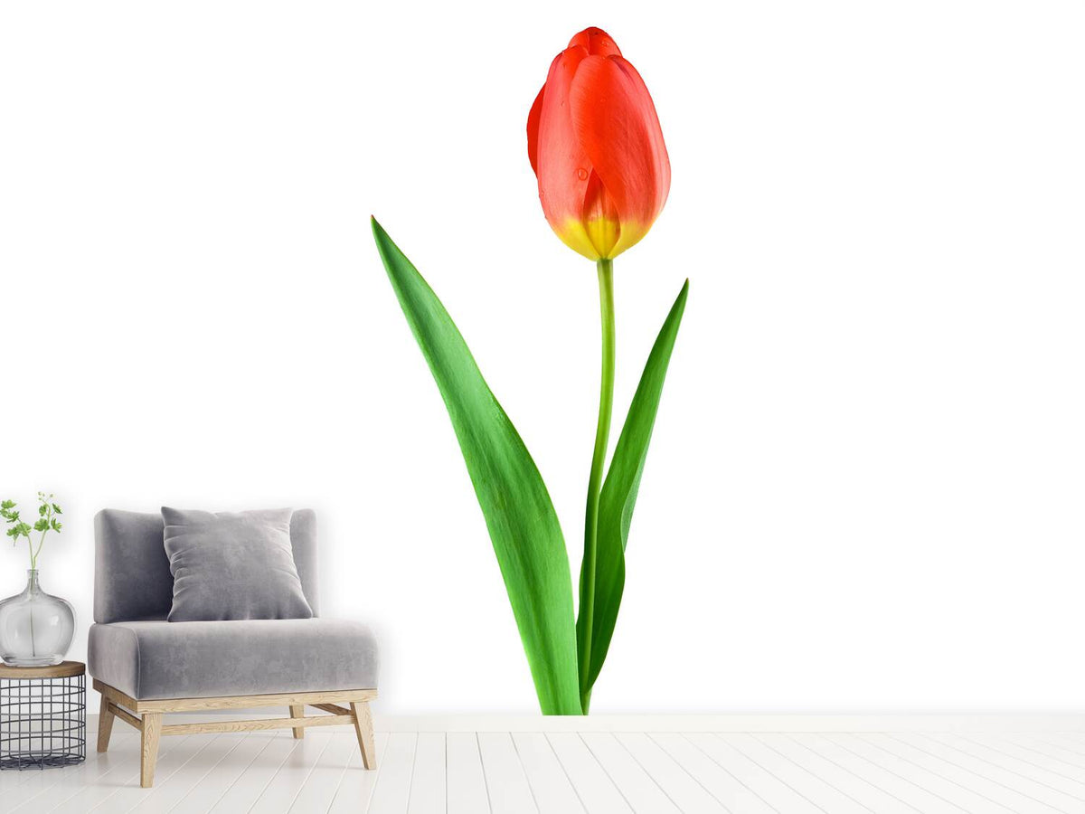 photo-wallpaper-the-proud-tulip