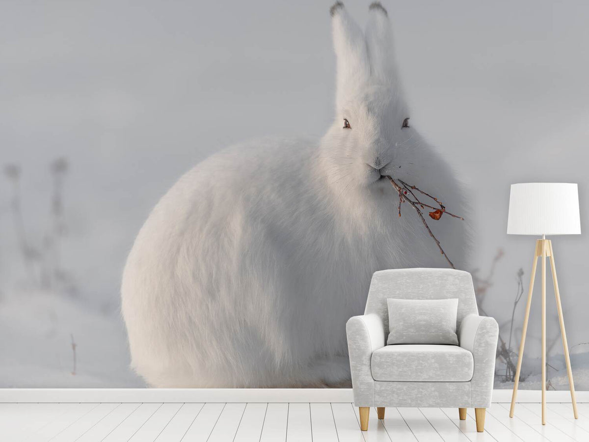 photo-wallpaper-wild-arctic-hare-x