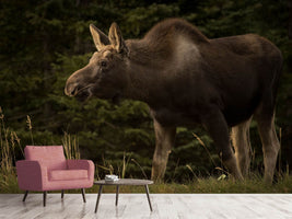 photo-wallpaper-young-moose-on-the-loose