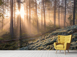 photo-wallpaper-foggy-morning-in-the-forest