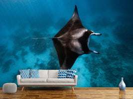 photo-wallpaper-manta-fly