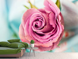 photo-wallpaper-roseblossom-in-pink