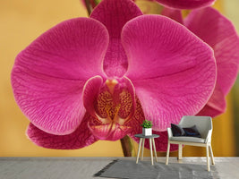 photo-wallpaper-close-up-orchid-in-pink