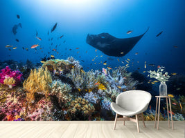 photo-wallpaper-manta-reef-on-the-reef-x