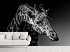 photo-wallpaper-giraffe-x