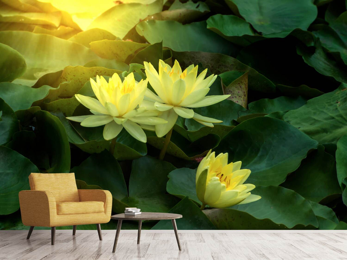 photo-wallpaper-wild-lotus