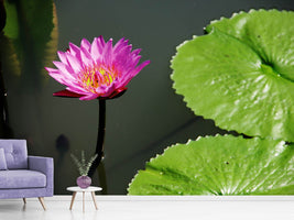 photo-wallpaper-lotus-flower-in-pink