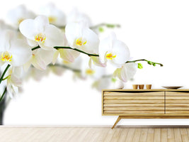 photo-wallpaper-white-orchids