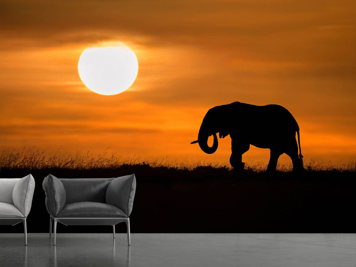 photo-wallpaper-elephant-at-dawn-x