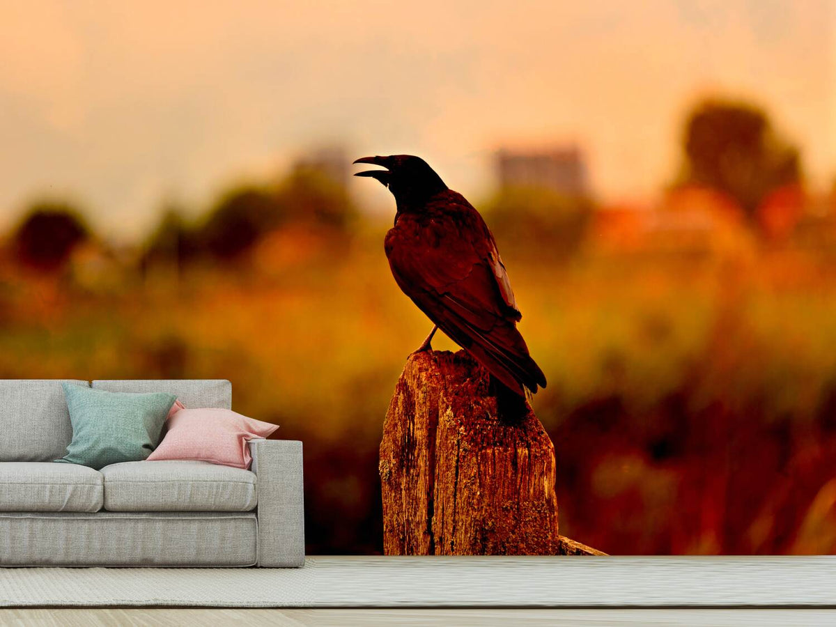 photo-wallpaper-the-crow-in-the-evening-light