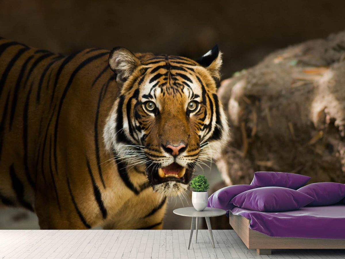 photo-wallpaper-sibirian-tiger