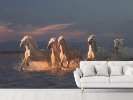 photo-wallpaper-camargue-horses-on-sunset-xve