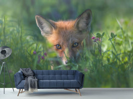 photo-wallpaper-red-fox-xuf