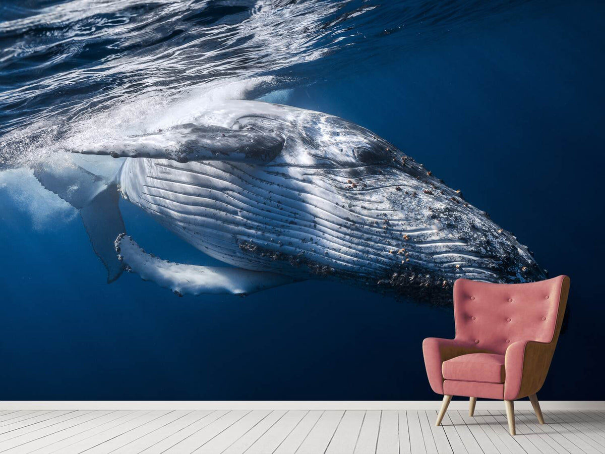 photo-wallpaper-the-whale-x