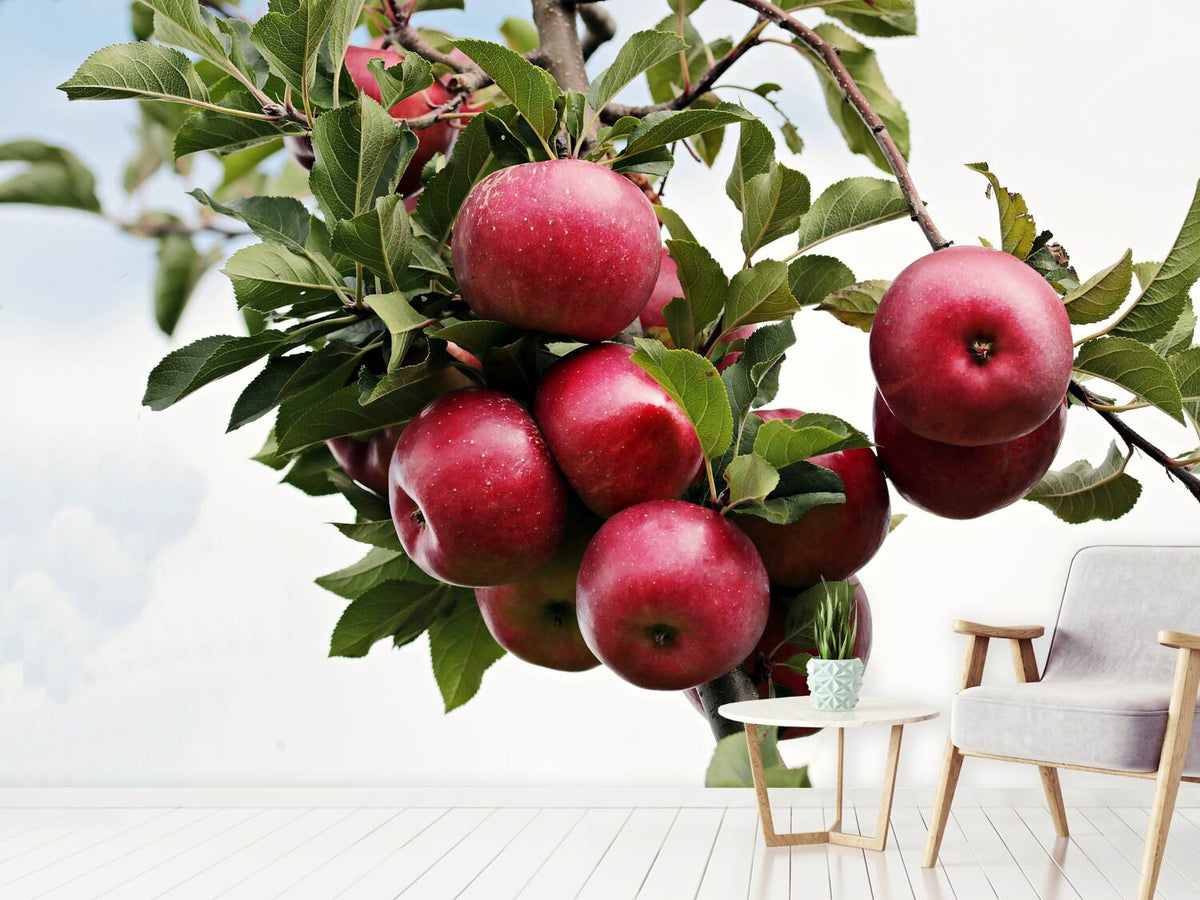 photo-wallpaper-close-up-apple-tree