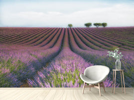 photo-wallpaper-velours-de-lavender