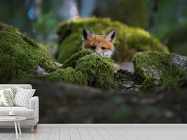 photo-wallpaper-curious-fox-x