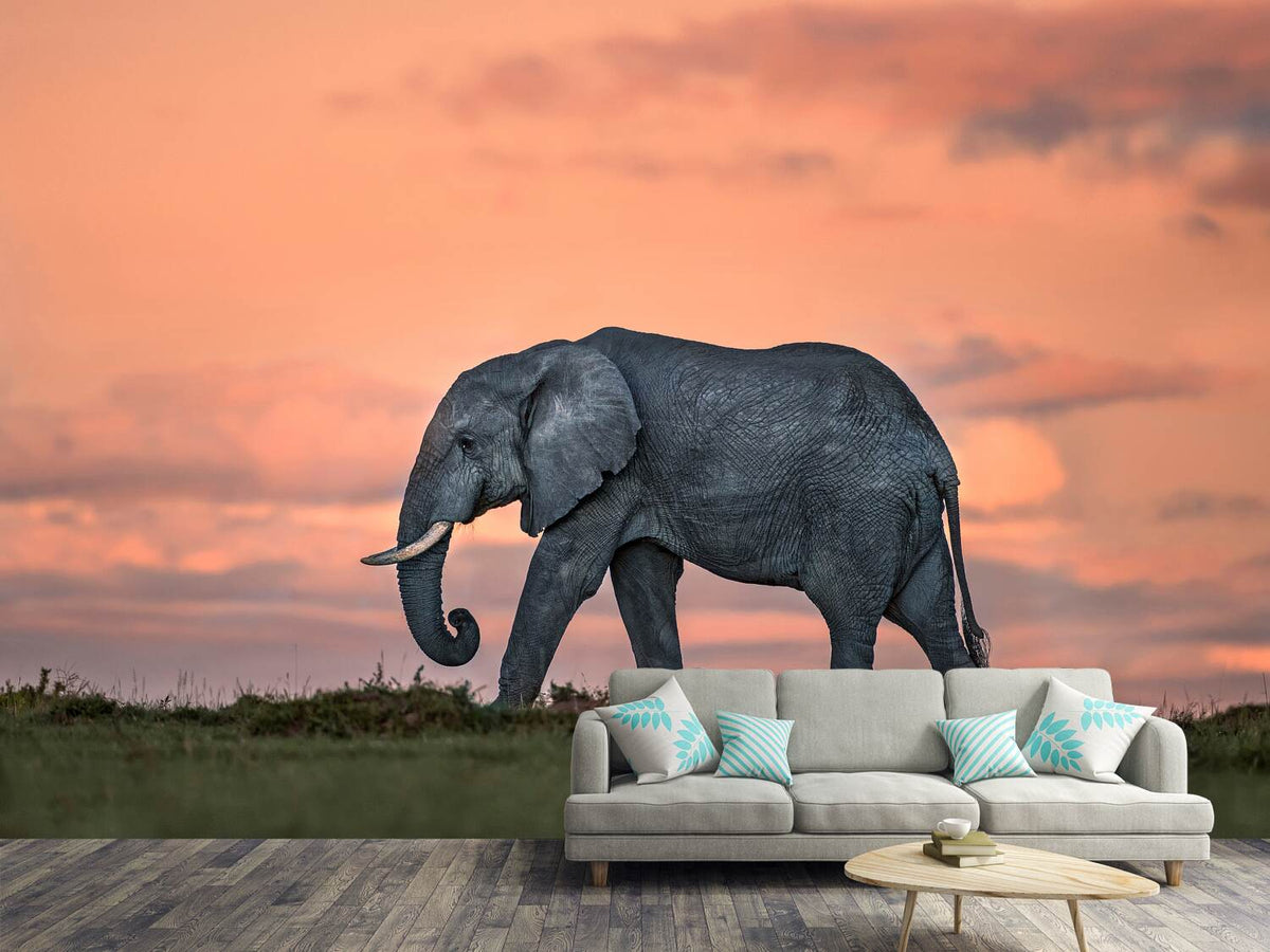 photo-wallpaper-elephant-at-dusk-x