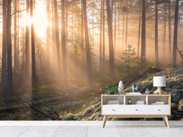 photo-wallpaper-foggy-morning-in-the-forest